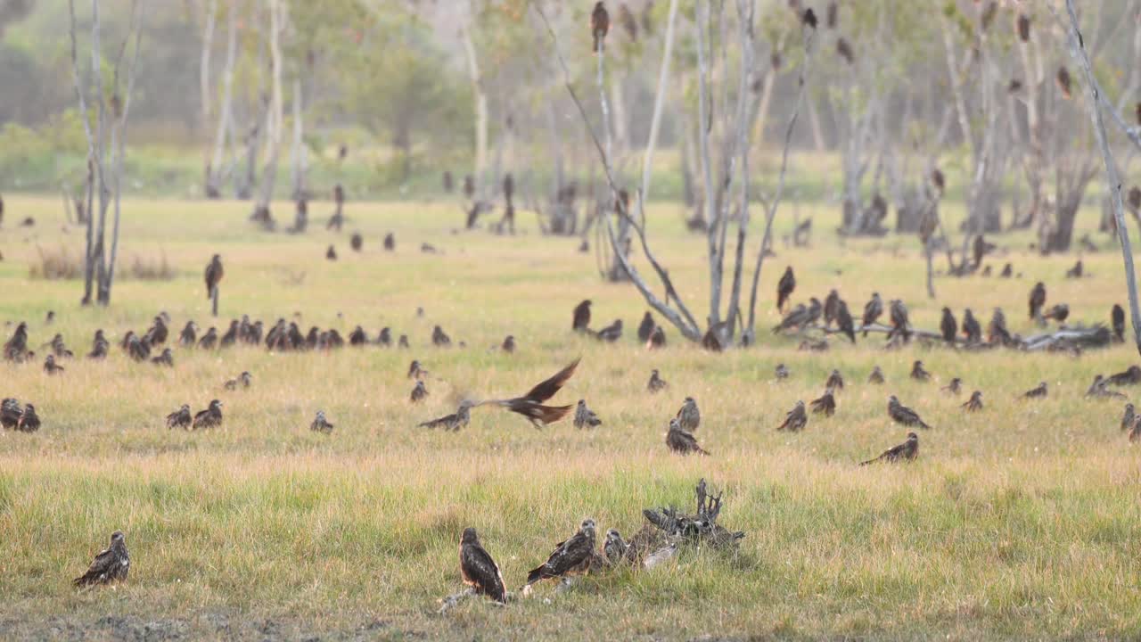 milano de orejas negras, milvus lineatus