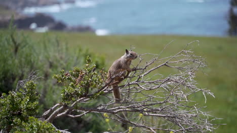 ardilla colgando de la rama de un árbol, observando a los depredadores, de cerca