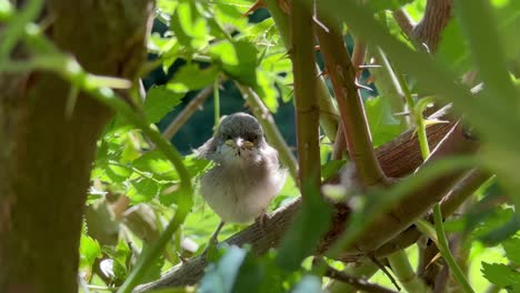 juvenile lesser whitethroat (sylvia curruca) calling to its mother among rose branches. estonia.