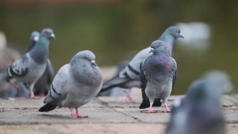 paloma parada en un grupo de palomas en el suelo a cámara lenta