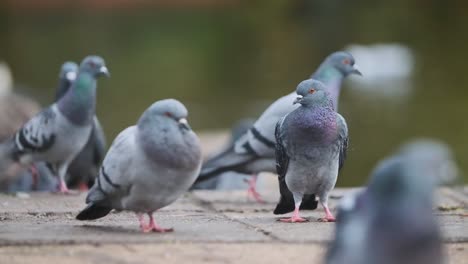 pigeon standing still in group of pigeons on floor slow motion