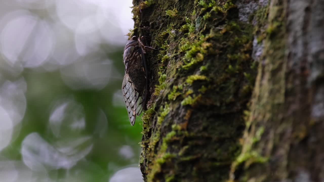 visto descansando en un lado musgoso del árbol en lo profundo del bosque mientras la luz y las sombras se proyectan sobre el árbol, cigarra, tailandia