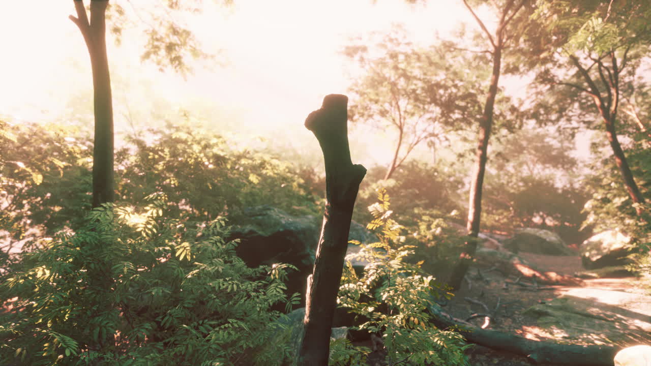 ⁇  잎을 통해  ⁇ 빛의 광선