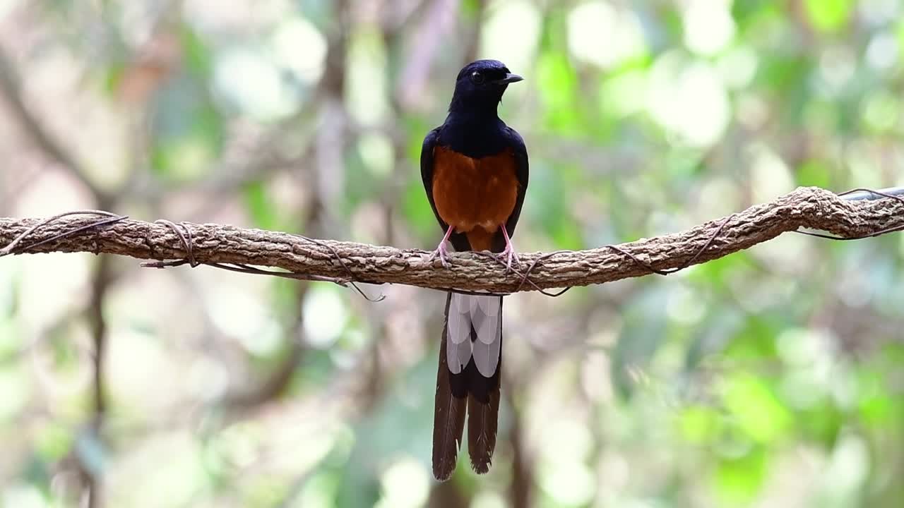 shama de rabadilla blanca encaramado en una vid con fondo bokeo del bosque, copsychus malabaricus, en cámara lenta