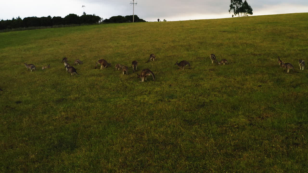 Kangaroo hops among court herd on hillside, pan across below road