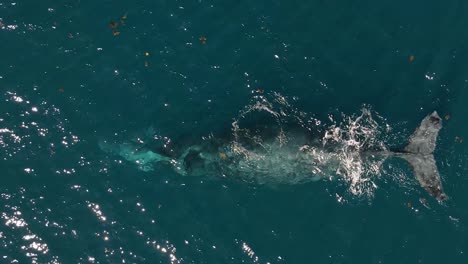 mother and baby humpback whales