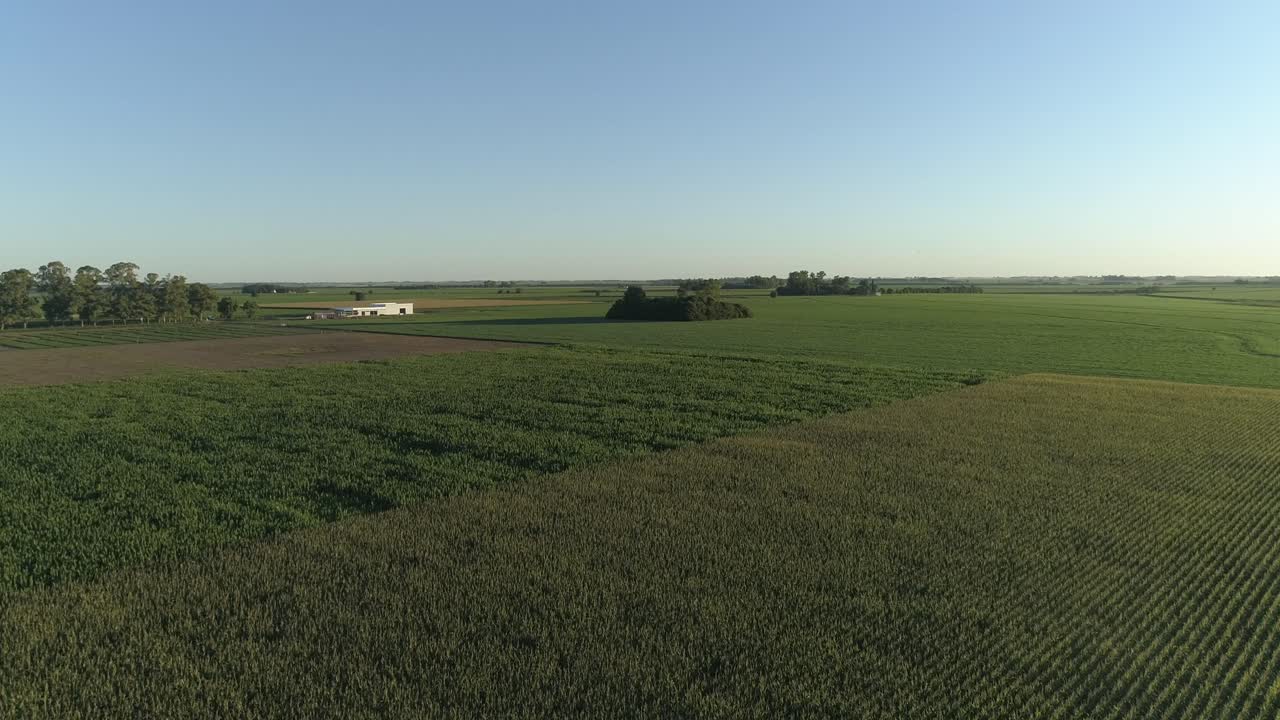 Flight over cornfield and green soybeans