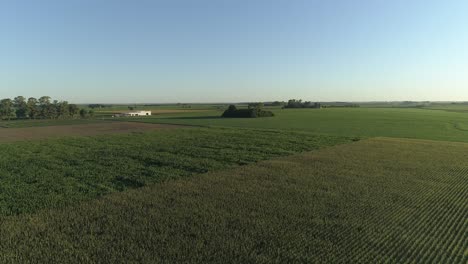 flight over cornfield and green soybeans