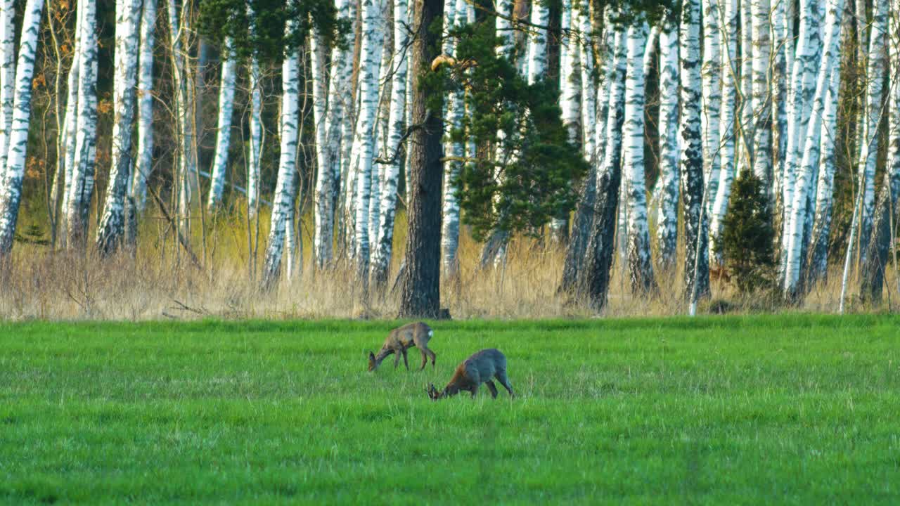 Due caprioli europei selvatici che mangiano in un prato verde, in una soleggiata sera di primavera, betulle sullo sfondo, ora d'oro, inquadratura media da lontano.