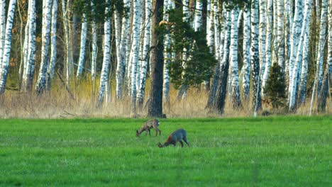 Two-wild-European-roe-deer-eating-in-a-green-meadow,-sunny-spring-evening,-birch-trees-in-background,-golden-hour,-medium-shot-from-a-distance