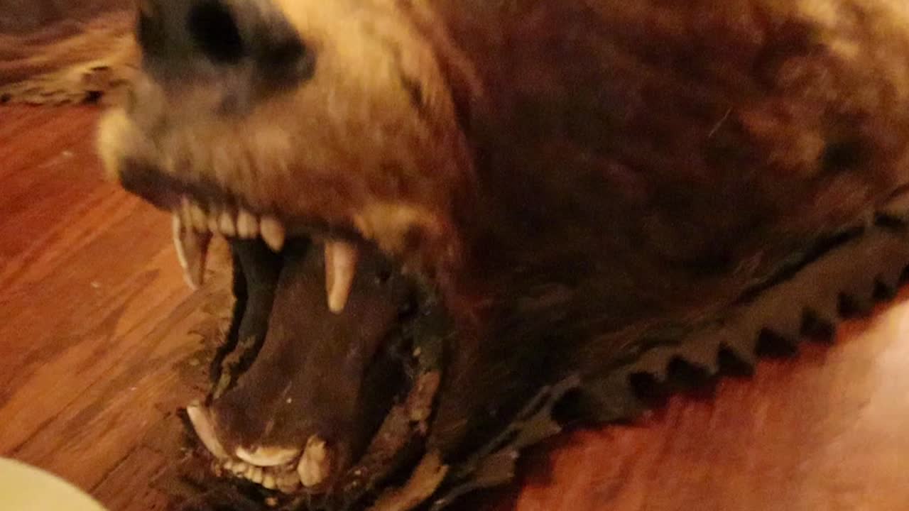 Zooming out of a bear rug mouth