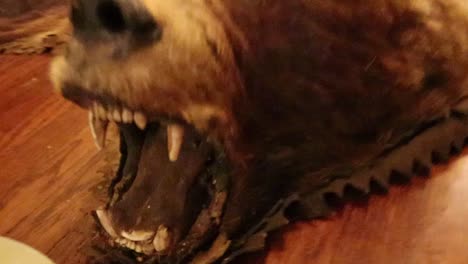 zooming out of a bear rug mouth