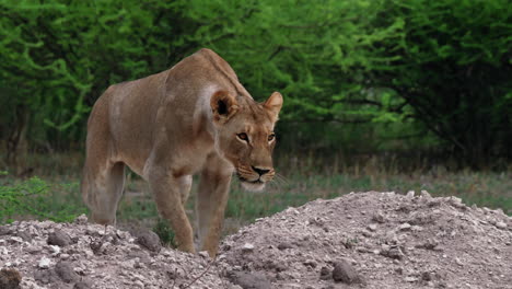 a lion getting down backward on a pile of sand and stones in nxai pan in botswana - closeup shot