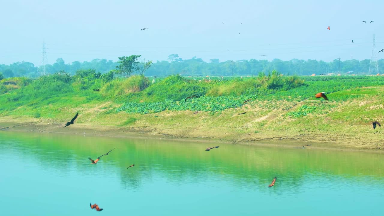 Gaviões ou águias voando sobre as águas do Rio Surma, planando sobre a água verde vibrante na zona rural de Bangladesh