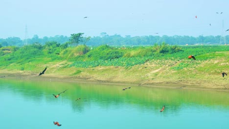 hawks or eagle birds flying above the surma river water, soaring across the vibrant green water in bangladesh countryside