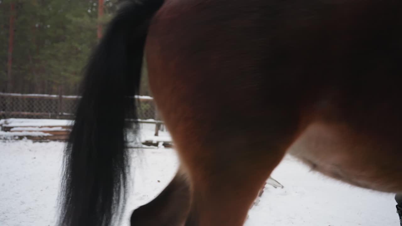 jinete guiando a un caballo a través de una zona de pinos cubierta de escarcha, individuo dirigiendo un corcel en medio de un paisaje boscoso helado durante el invierno, persona controlando un caballo en un sendero nevado dentro de un pinar durante la estación fría