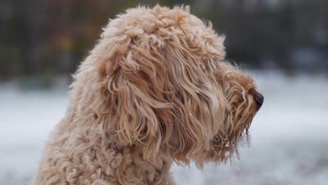 goldendoodle 애완 동물은 겨울 동안 공원에서 총을 닫습니다