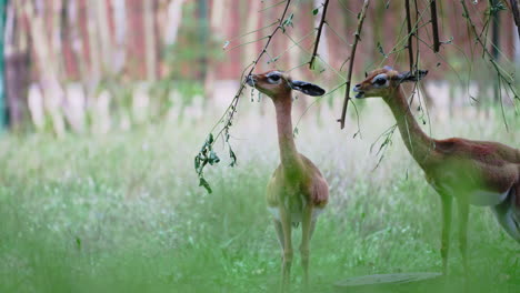 Junge-Kitze-Oder-Kälber-Von-Gerenuk-Gazellen-Grasen-An-Einem-Sommertag-Und-Fressen-Blätter-Vom-Trom-Baum-Im-Freigehege