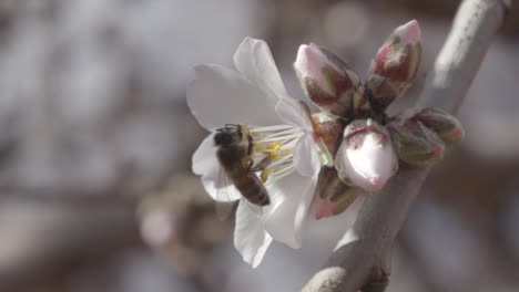 Abejas-Recogiendo-Flores-De-Almendro-En-Primavera