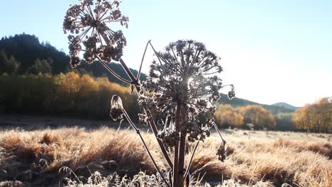 un amanecer temprano ilumina un pequeño campo