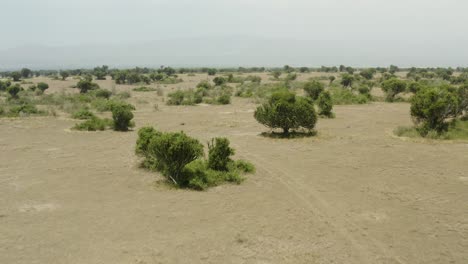 wild grassland plains in uganda, africa in queen elizabeth national park