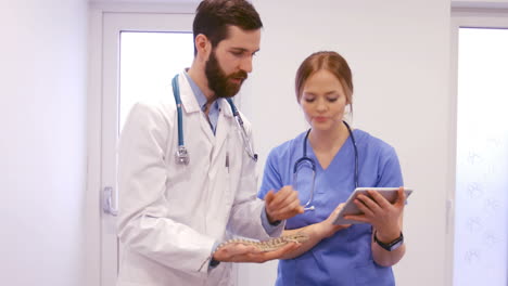 two vets examining a lizard