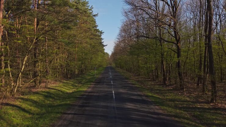 Sorvolando una strada forestale con alberi e luce solare.
