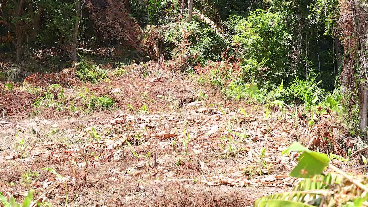 A serene forest clearing in Phuket, Thailand, with vibrant greenery and sunlight filtering through the trees