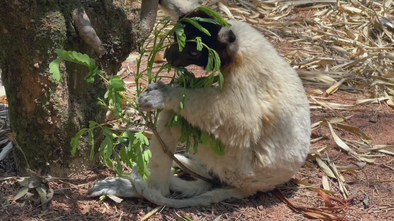 カンムリキツネザル (Propithecus coronatus) が地面で葉を食べています。マダガスカル