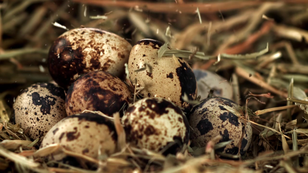 Close-up of Speckled Quail Eggs in a Rustic Hay Nest
