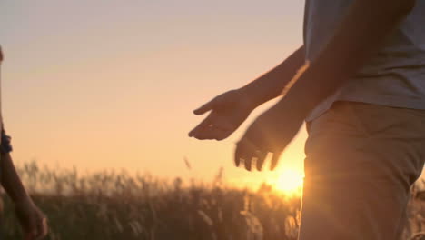 couple holding hands and kissing in a wheat field at sunset