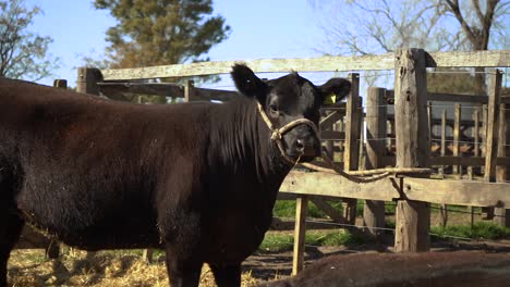 Porträt-Einer-Schwarzen-Angus-Kuh-Auf-Der-Ranch-An-Einem-Sonnigen-Tag