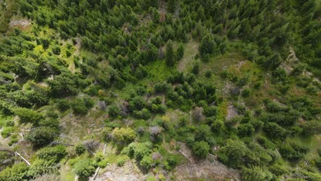 Zenital-drone-footage-of-a-pine-forest-in-Washington-State,-USA