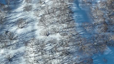 fotografía de arriba hacia abajo por encima de los japoneses pico de la montaña myoko, cámara volando árboles desnudos y congelados
