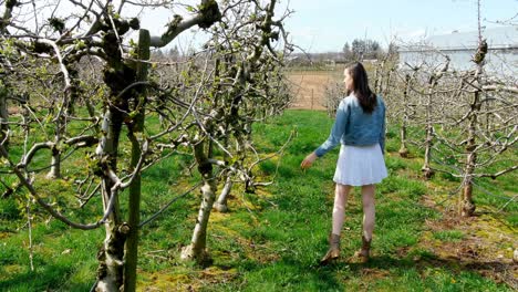 woman walking in a vineyard 4k