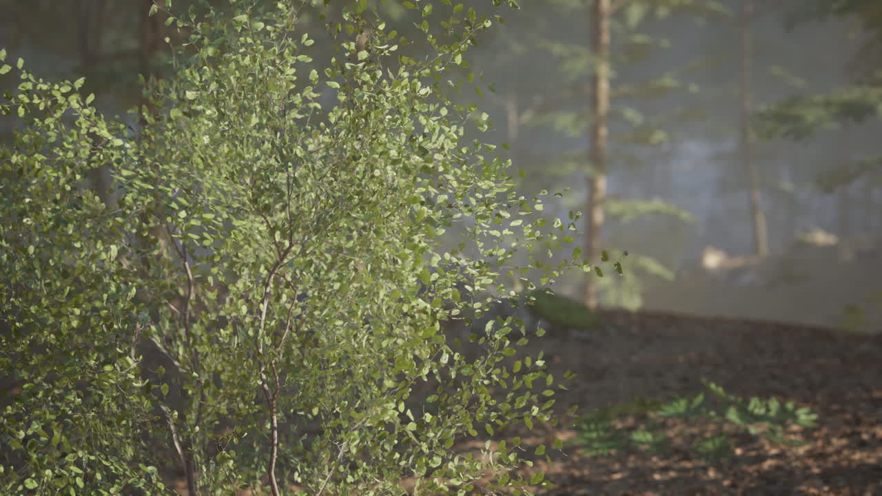 Lush green foliage and misty forest tranquility at dawn in a serene landscape
