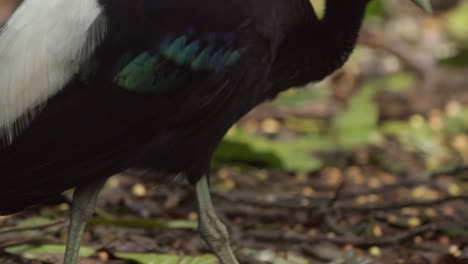 A-ground-dwelling-Trumpeter-bird-picks-up-a-small-seed-with-its-beak-and-drops-it-back-onto-the-ground,-close-up-follow-shot