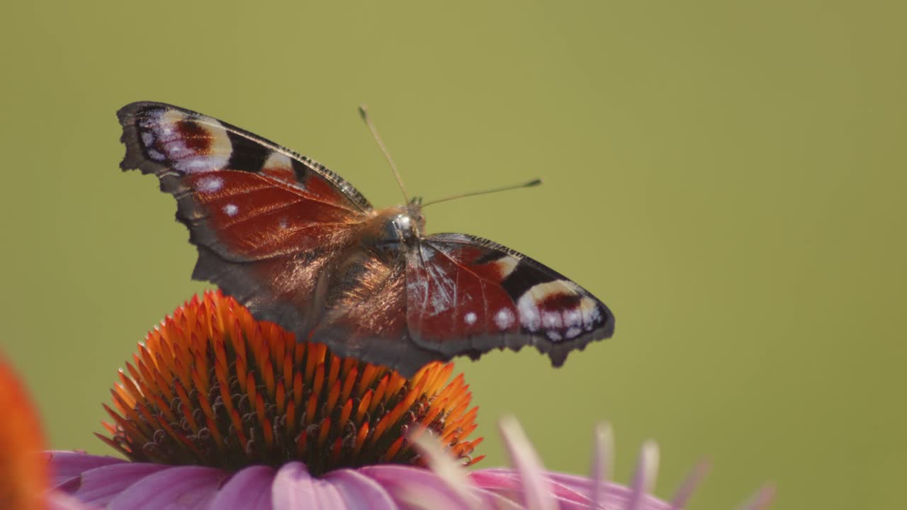 Scatto macro di una farfalla pavone con le ali aperte che succhia nettare su un'Echinacea arancione