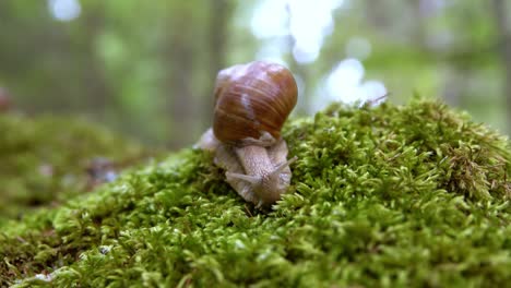 helix pomatia también caracol romano, caracol borgoña