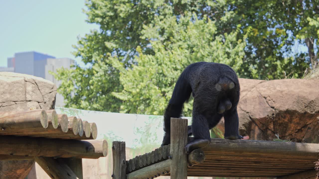 Chimpanzee sits on wooden platform in animal enclosure, sunny day in Pretoria