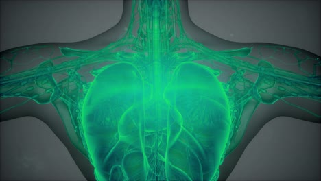 Anatomie-Tomographie-Scan-Des-Menschlichen-Körpers