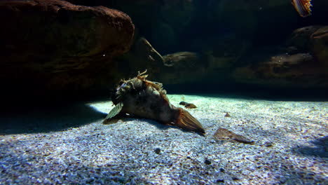 dead fish lying on a sandy ocean floor with rocks in an underwater scene