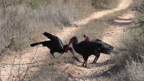 a group of ground hornbills feeding on a terrapin turtle on a dirt road in africa