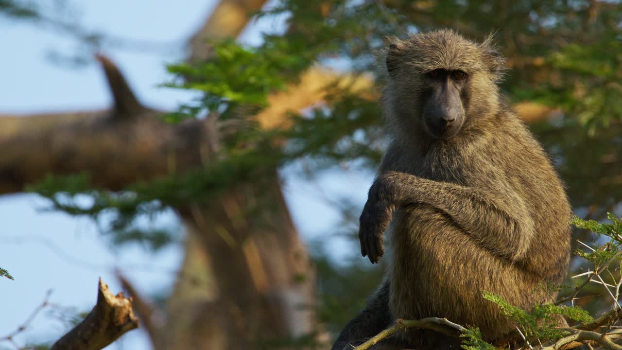 Olive baboon Papio anubis sits alert on an acacia branch at Murchison Falls National Park Uganda, arm draped over limb as it scans the golden savannah horizon for potential predators under dawn sky