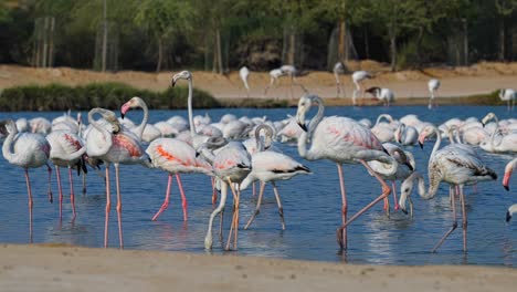 tropical location, majestic phoenicopteridae species, vibrant wingspan