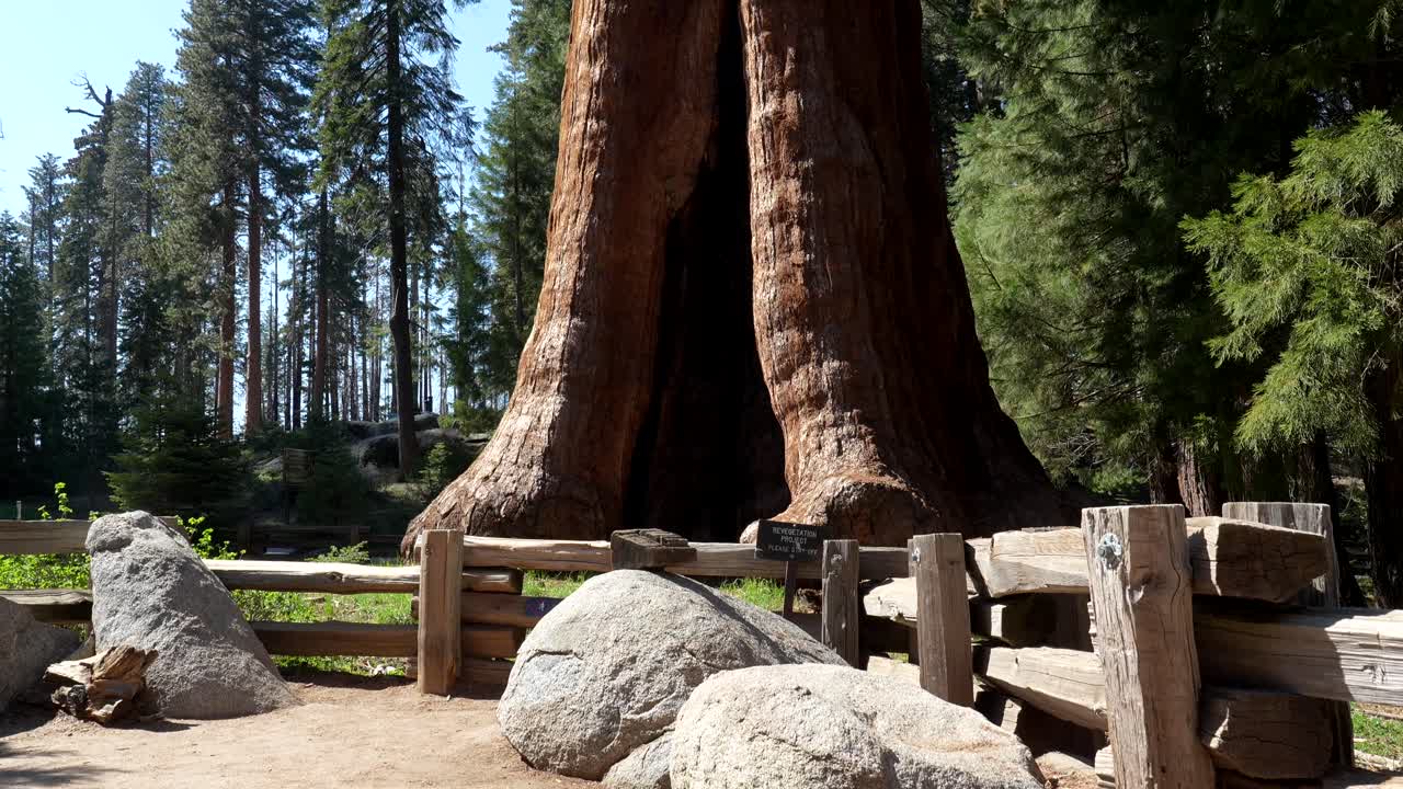 Panoramica verso l'alto di un maestoso albero di sequoia gigante in una foresta