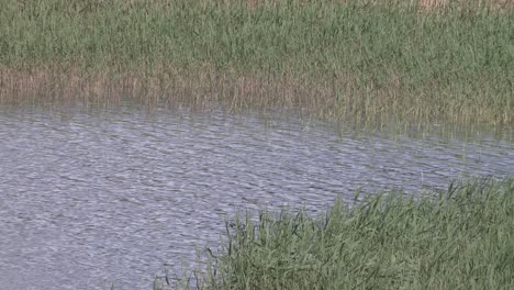 Close-up-of-lake-in-Finland