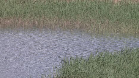 cerca del lago en finlandia
