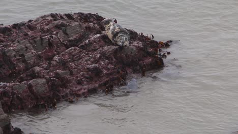 Focas-Grises,-Halichoerus-Grypus,-Canal-De-Bristol,-Devon