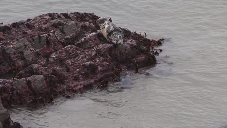 focas grises, halichoerus grypus, canal de bristol, devon